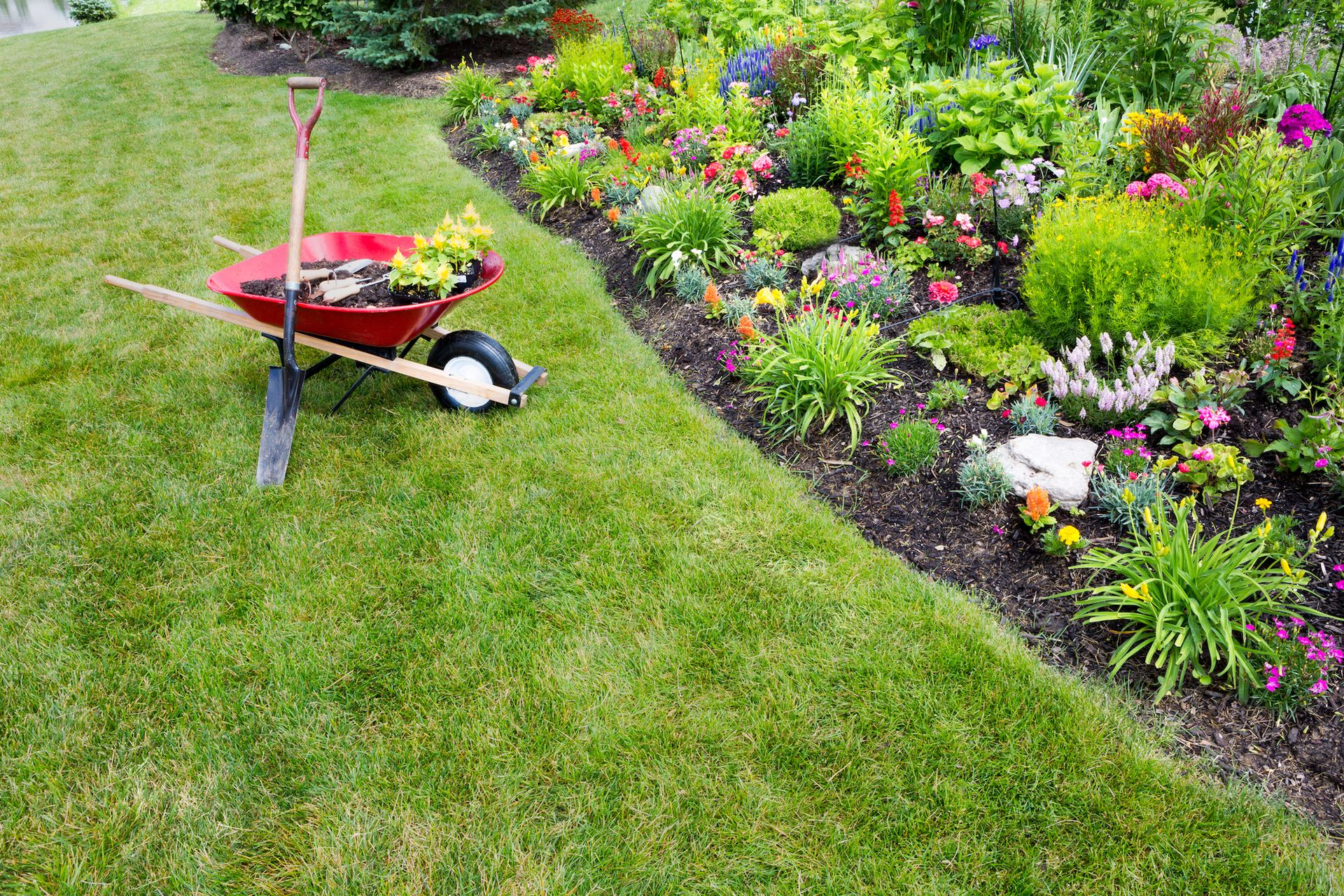 Wheelbarrow with gardening tools by a colorful flower bed.