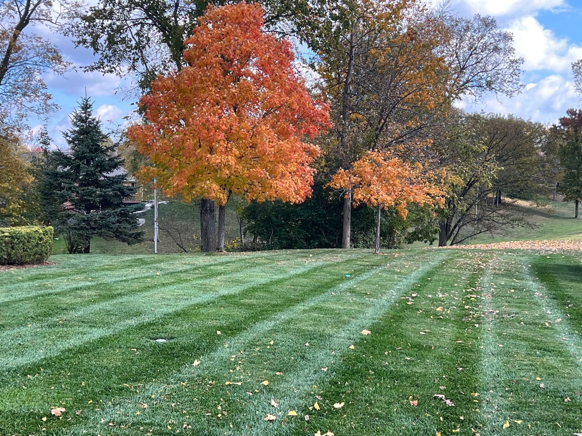 Lawn with alternating stripes, a tree with orange leaves, and other trees under a cloudy sky.