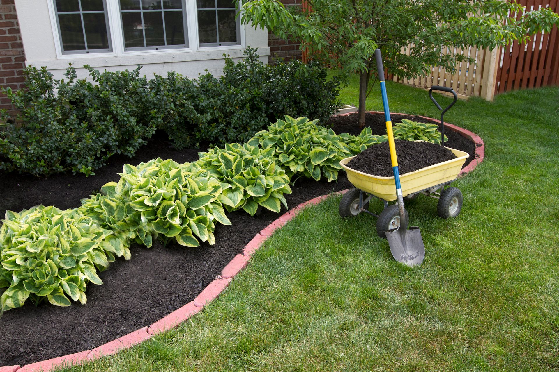 A garden bed with green and yellow plants, mulch, and a wheelbarrow with a shovel on the grass.