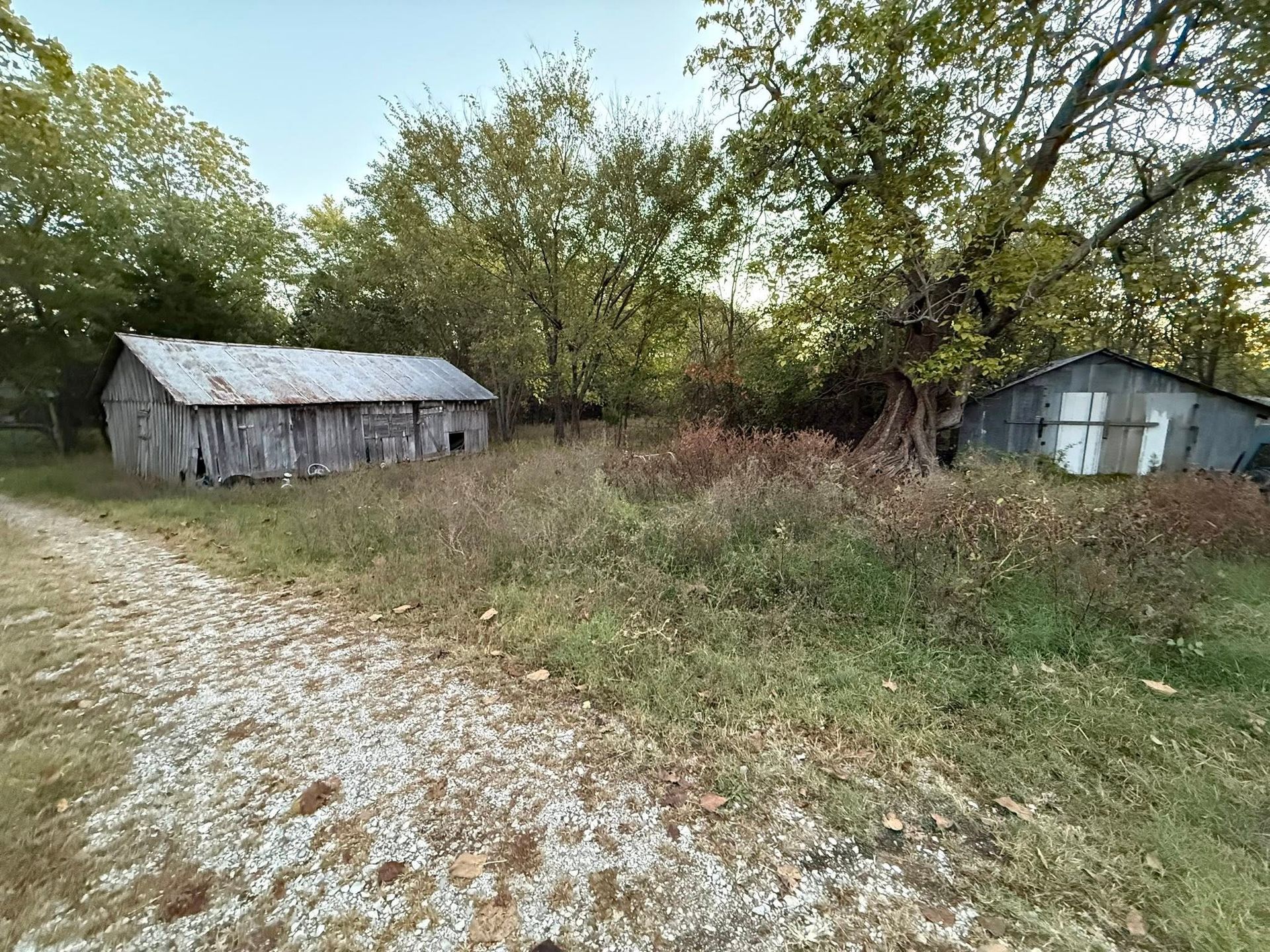 Two weathered wooden sheds in a field with overgrown grasses and trees.