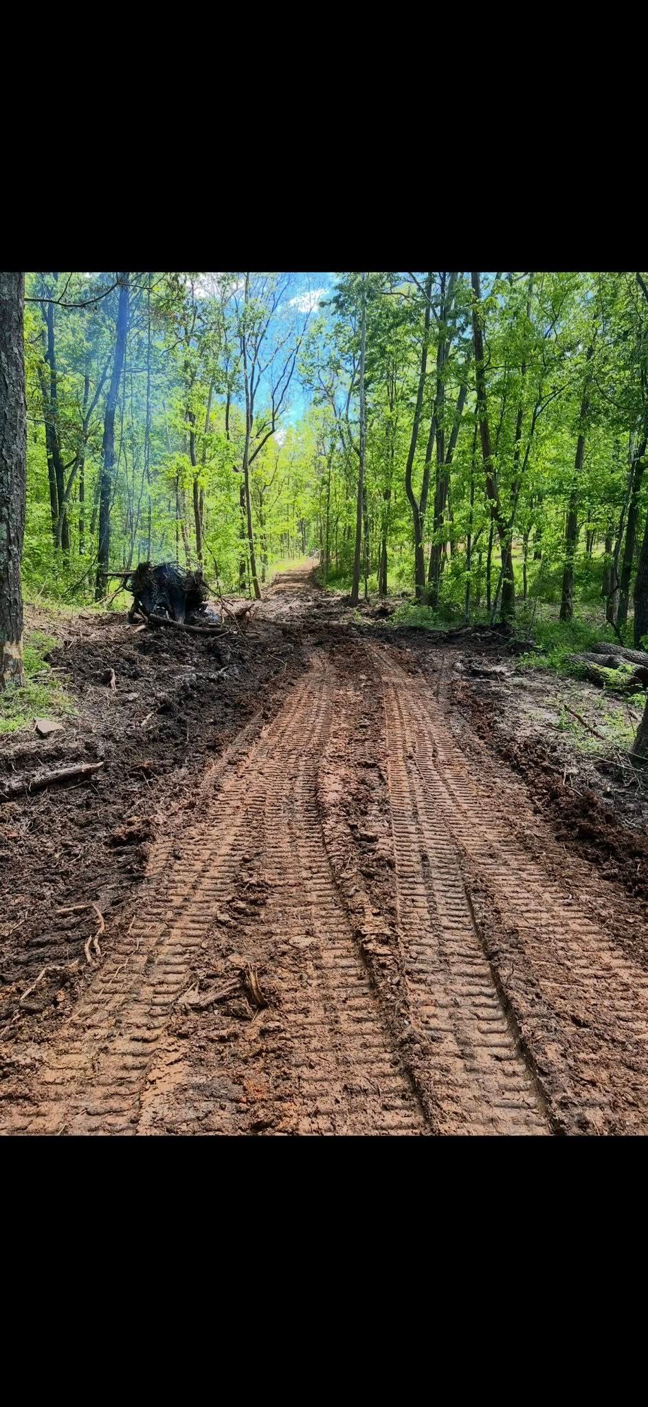 Dirt road through a forest; trees line the sides. Blue sky peeks through the foliage.