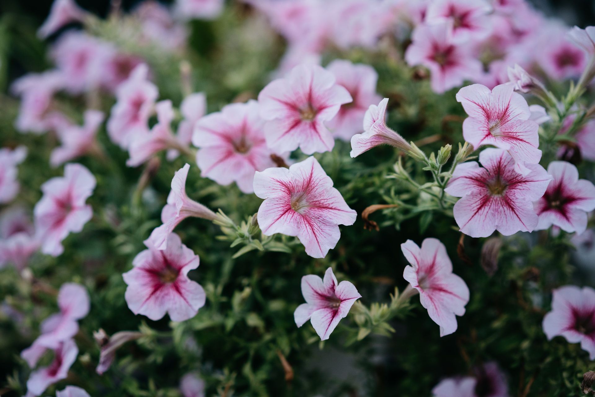 Flowerbed of pink petunias.