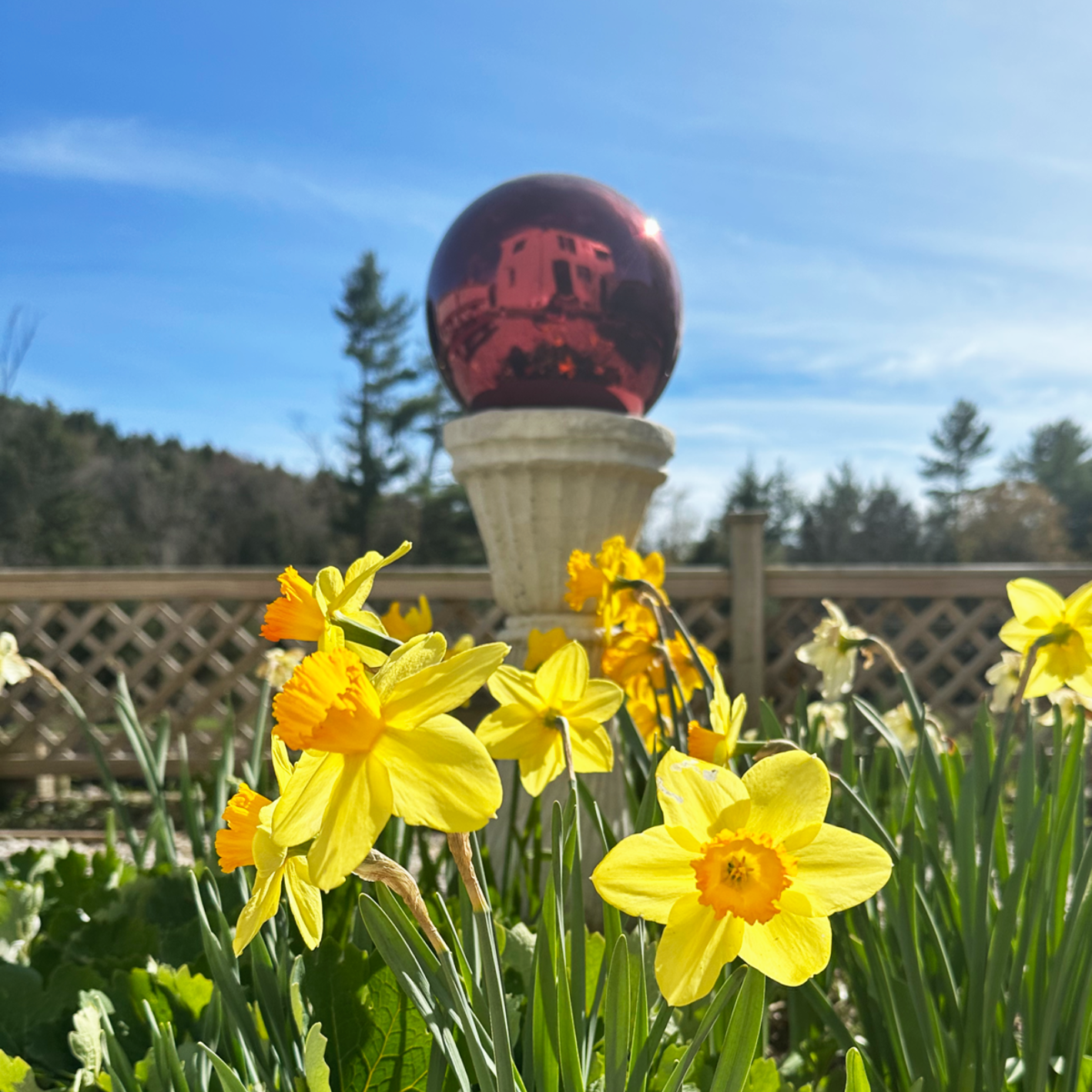 Daffodils and a gazing ball in the garden seating area