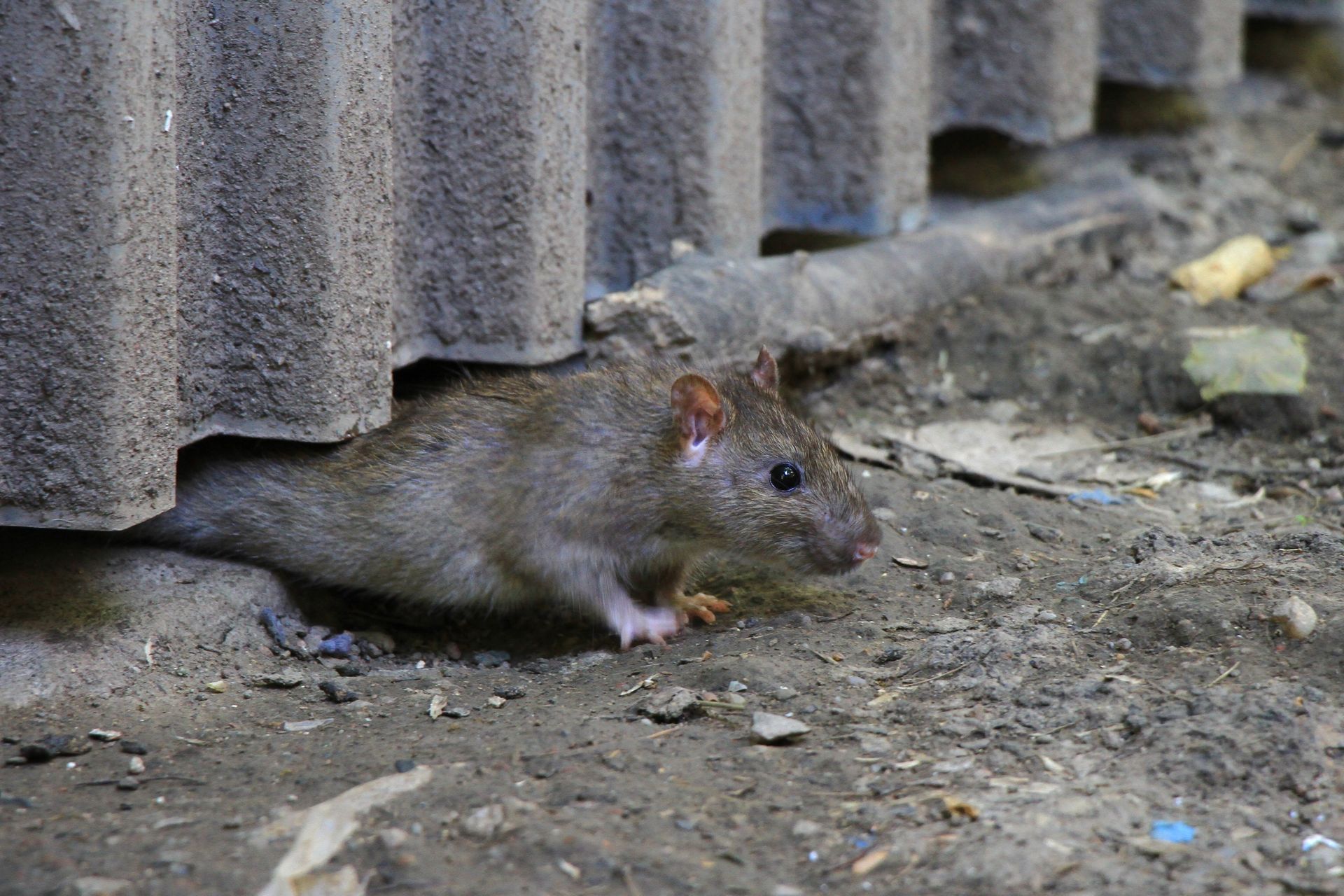 Commercial Rodent Control | Canyon Pest Control | AF, UT