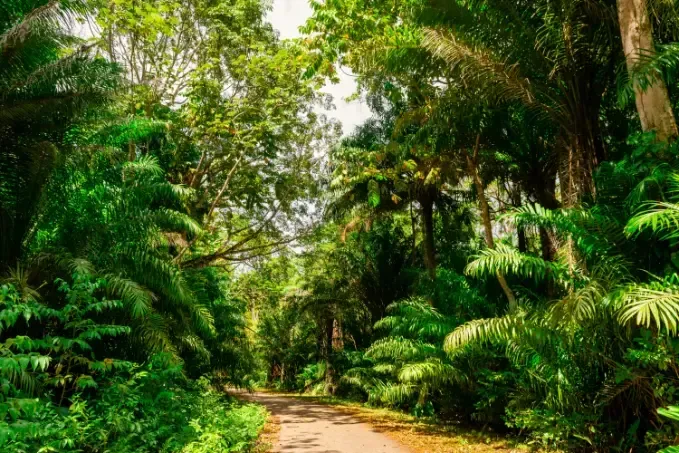 a dirt road going through a lush green forest in Tobago