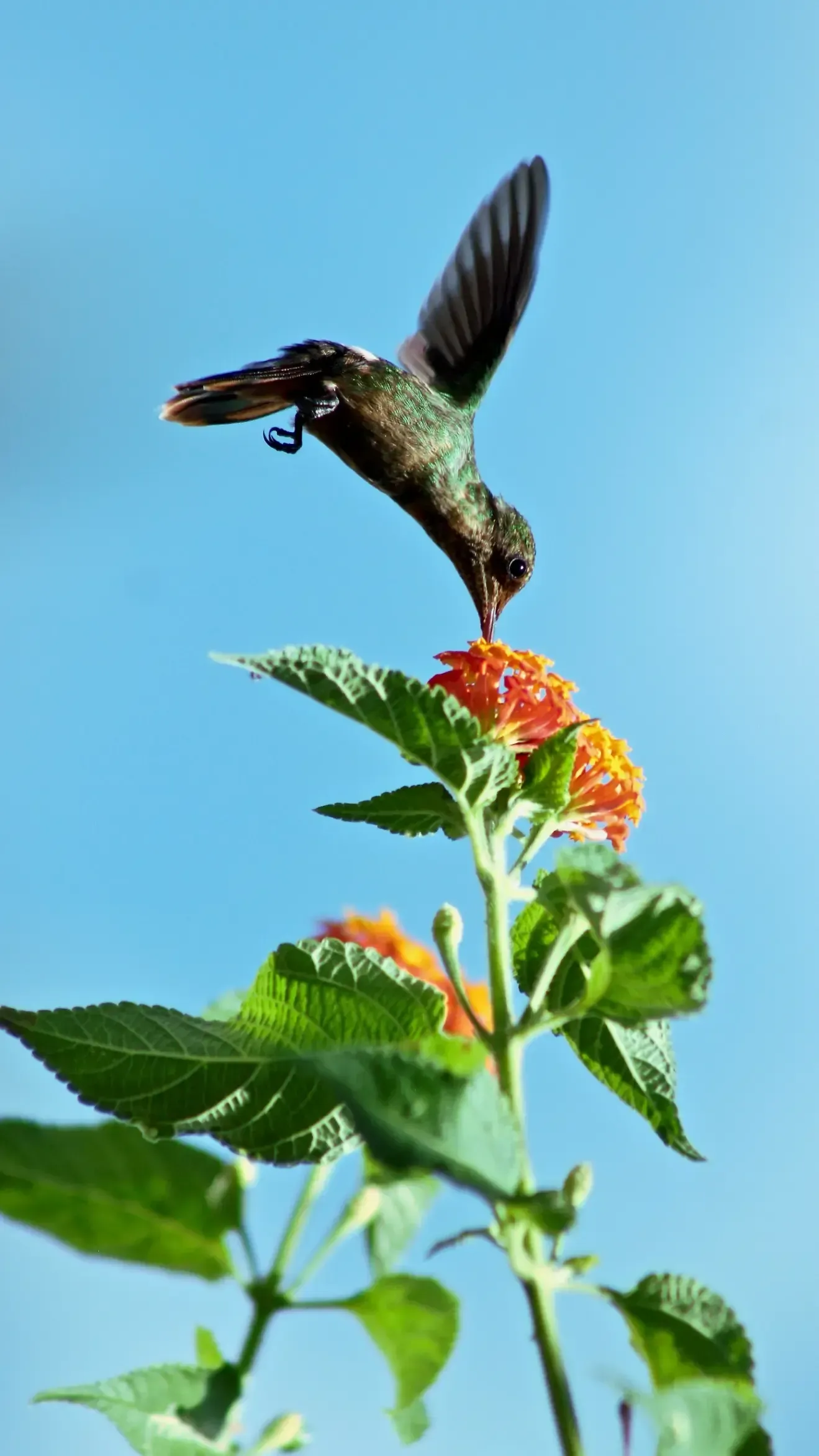 a hummingbird perched on a flower with a blue sky in the background in Tobago