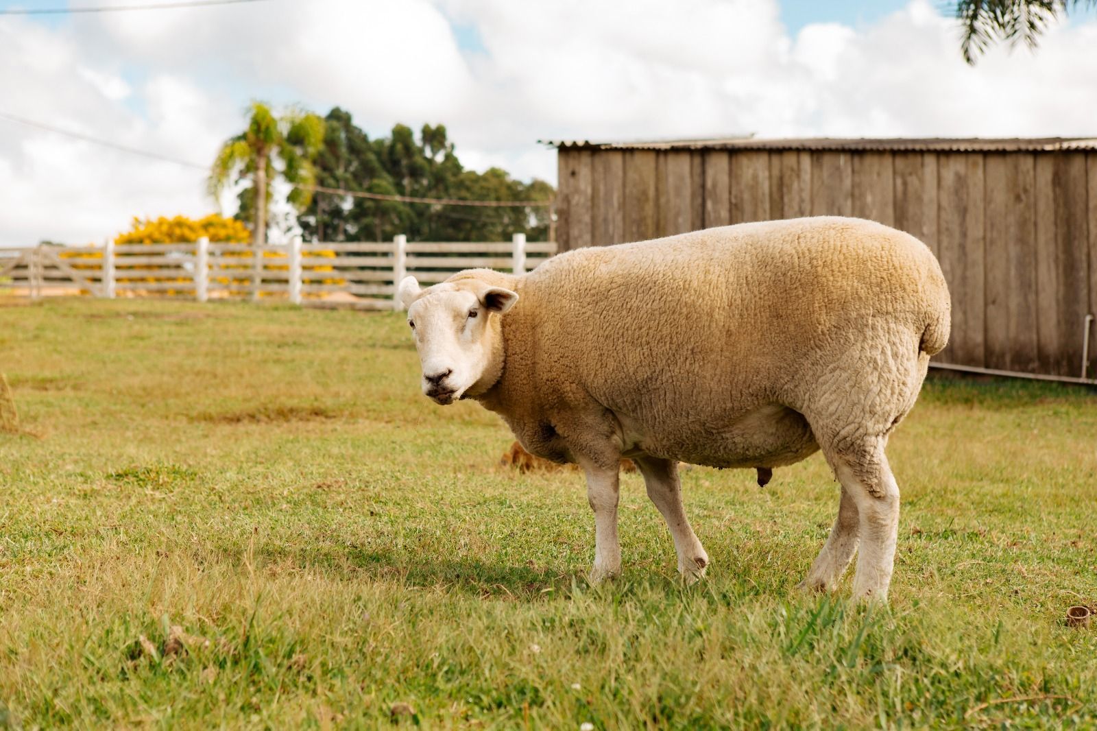 Ovelhas brancas em um campo gramado perto de um celeiro de madeira e uma cerca branca.