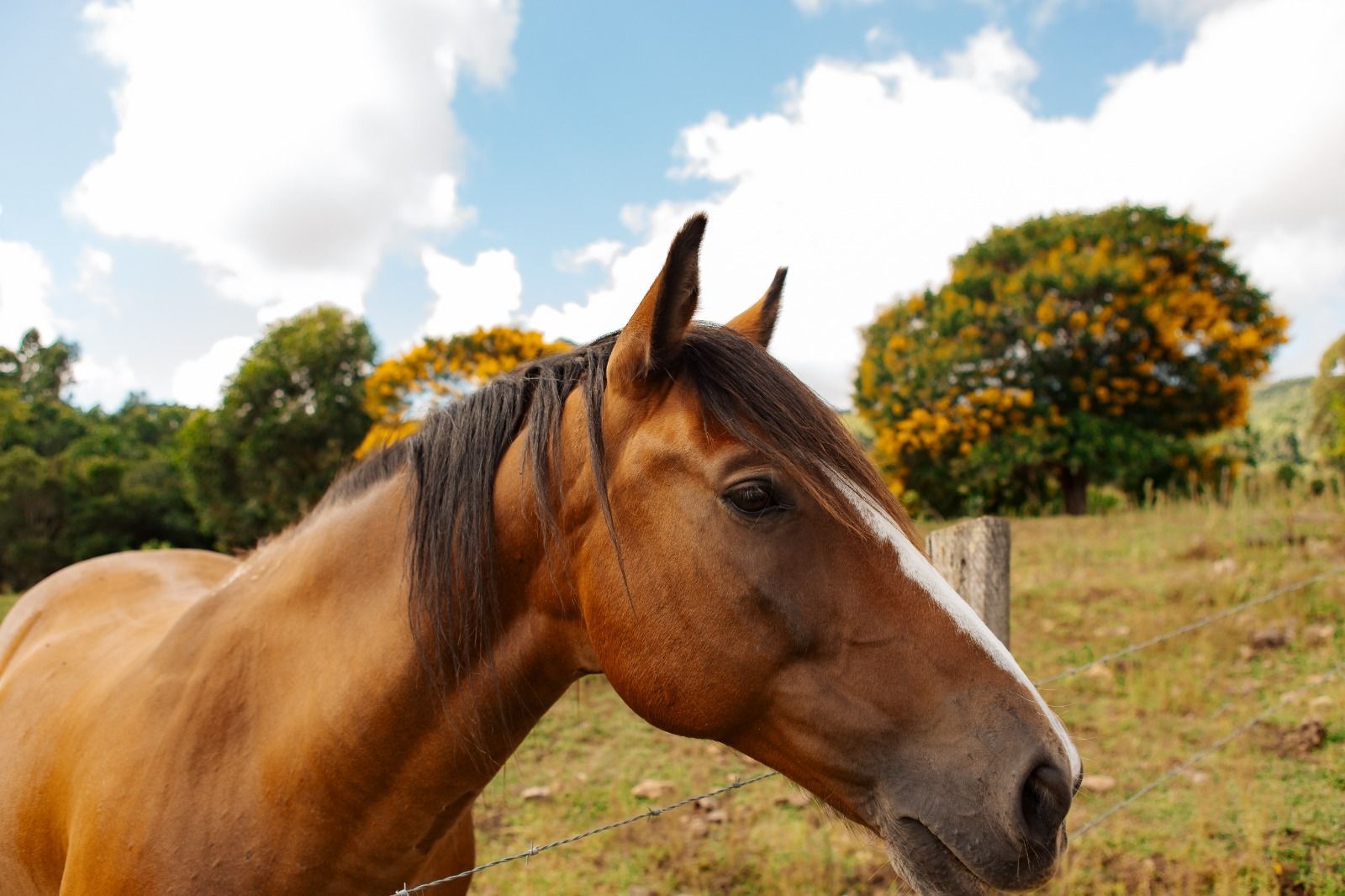 Cavalo marrom em um campo gramado sob um céu nublado