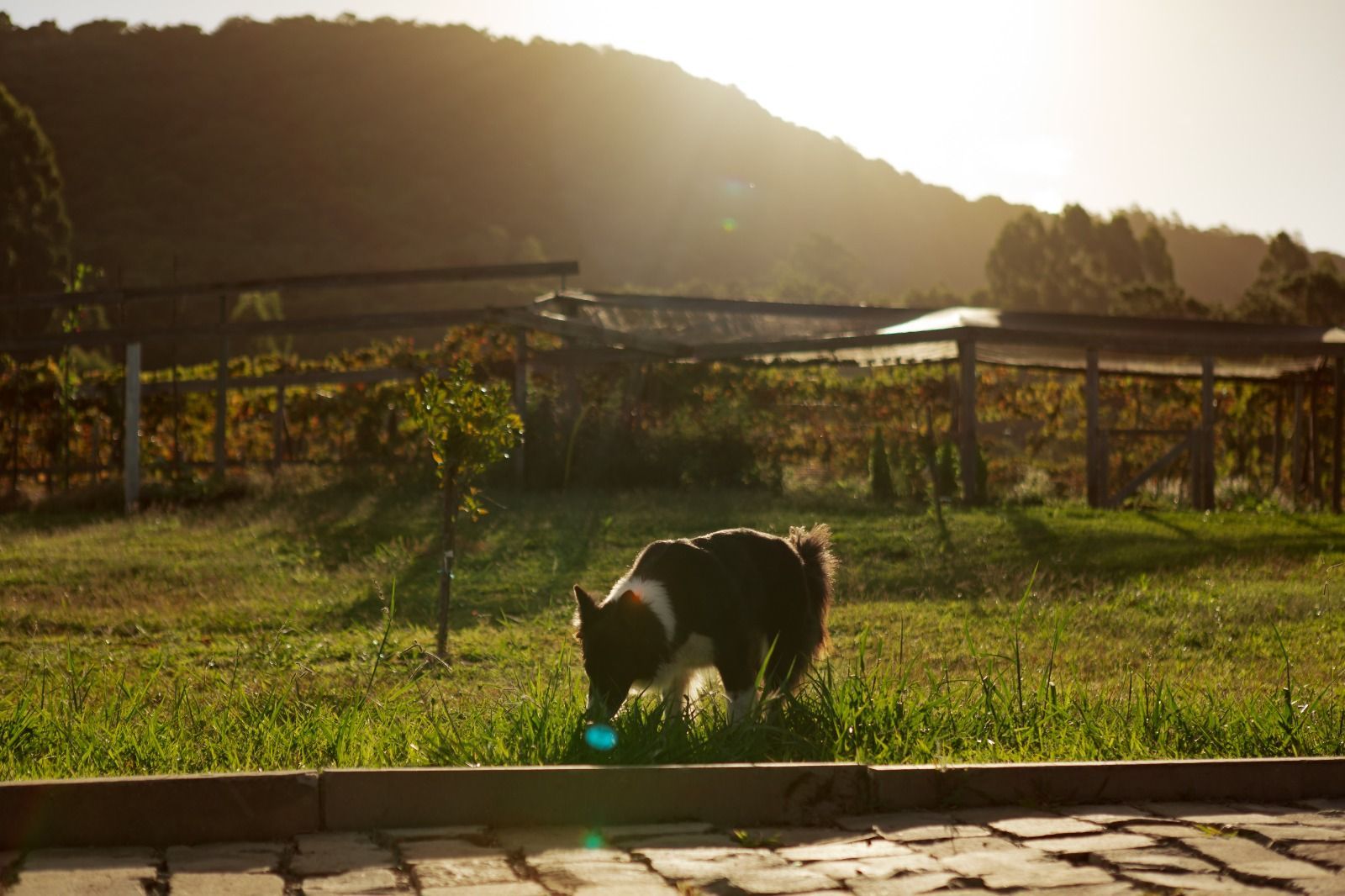 Cachorro cheirando a grama em um jardim ensolarado com colinas ao fundo.