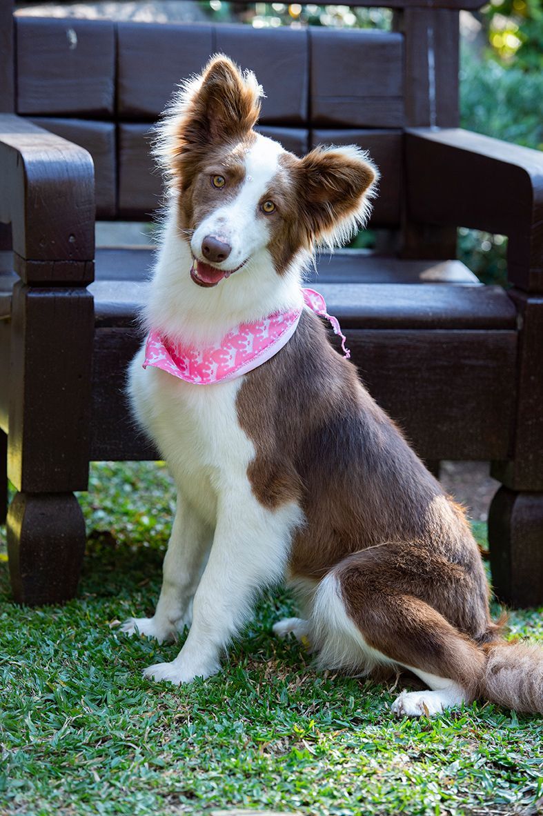 Hotel Refúgio da Montanha - Pet Friendly
