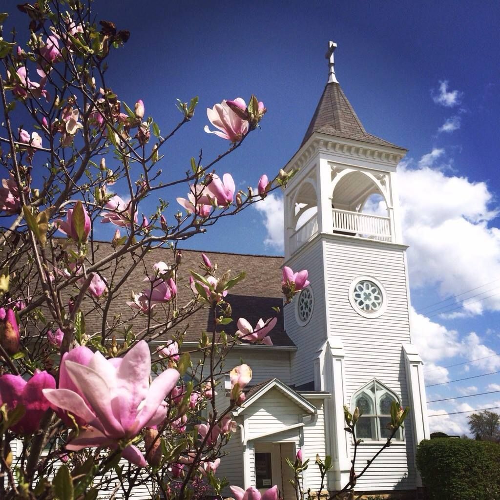 A tree with pink flowers in front of a white church bell tower