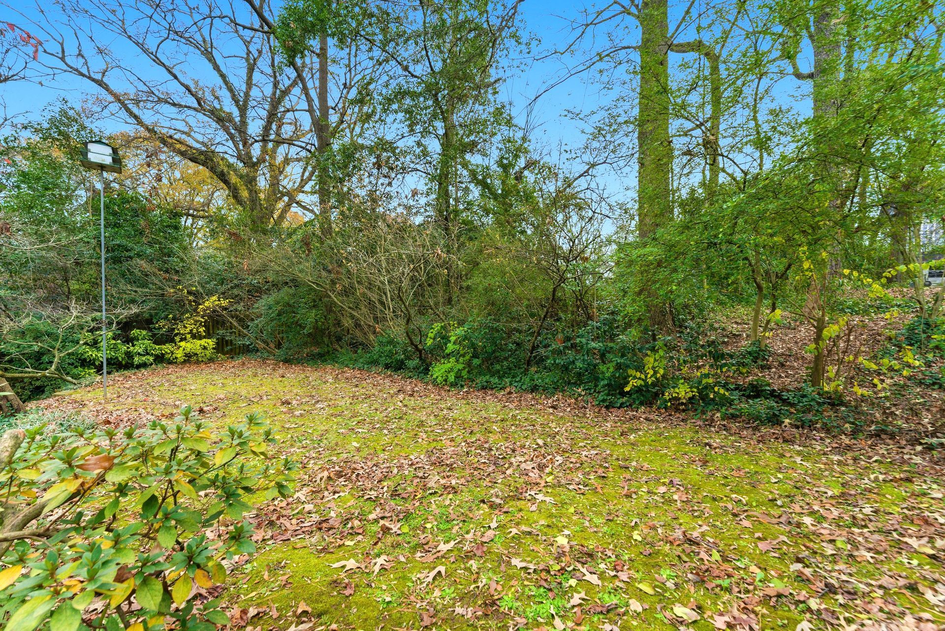 A patch of lawn covered in fallen autumn leaves, framed by dense green trees and shrubs against a clear blue sky.