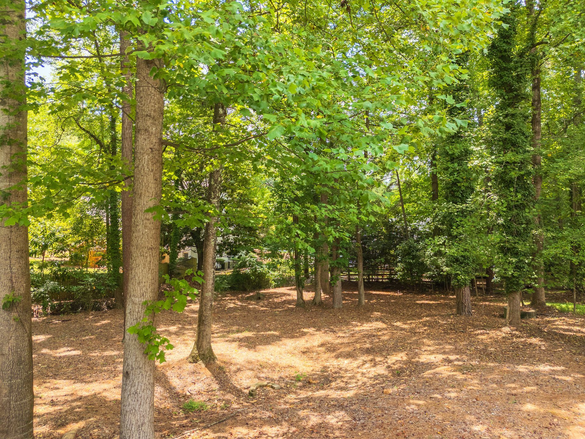 A lush green forest with lots of trees and leaves on the ground.