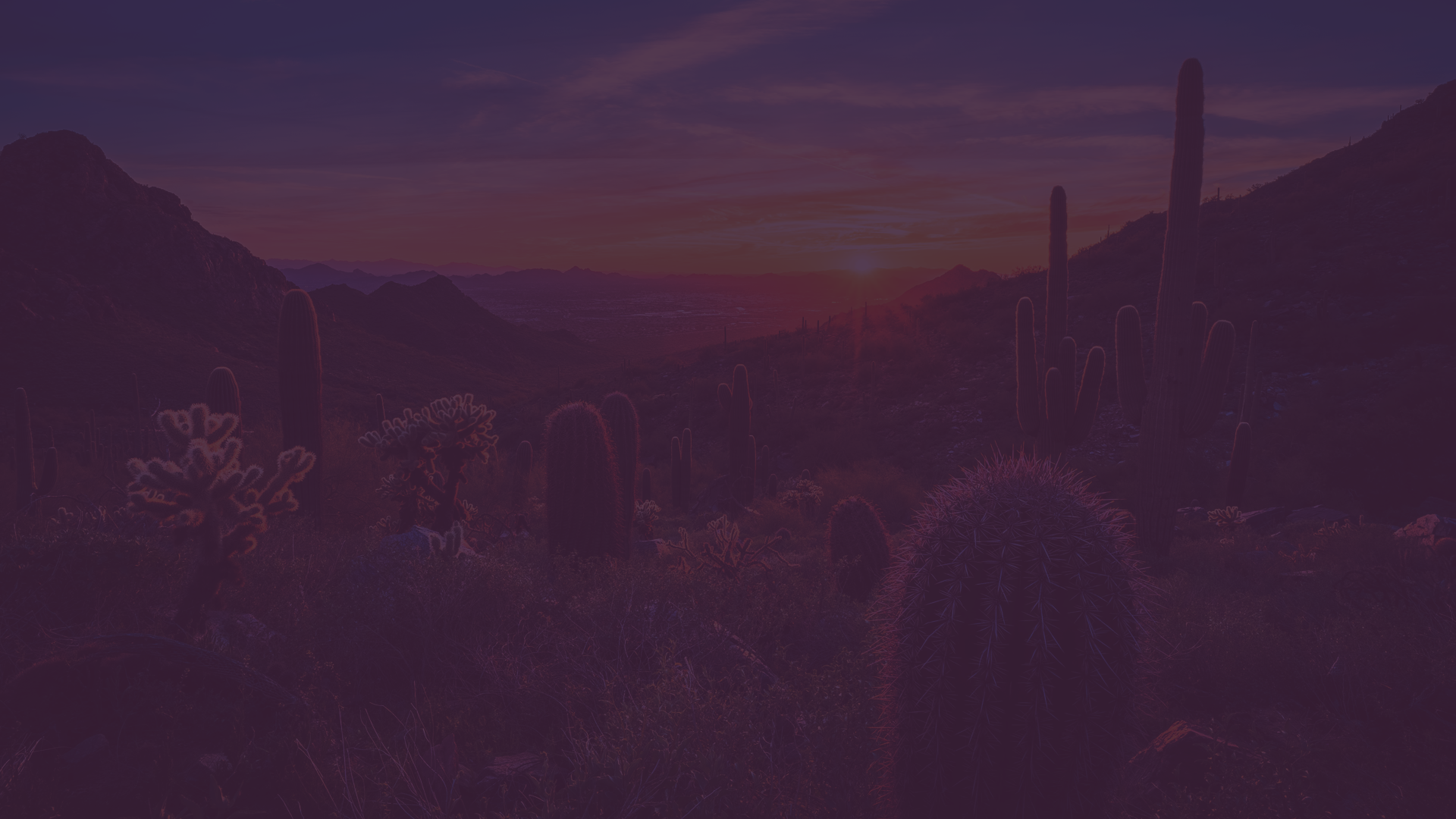 A purple background with a sunset in the background and cactus in the foreground.