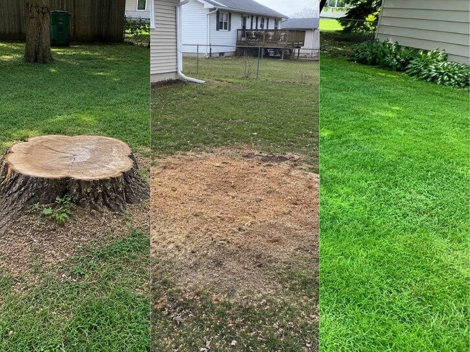 Yard before, during, and after stump grinding.
