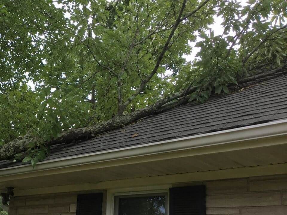 Tree branches rubbing against roof shingles before trimming in Jeffersonville