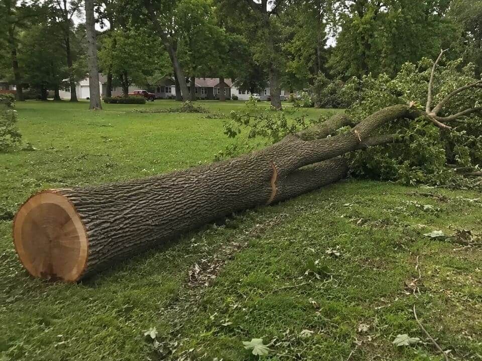 Large tree felled on a residential property during tree removal in Jeffersonville