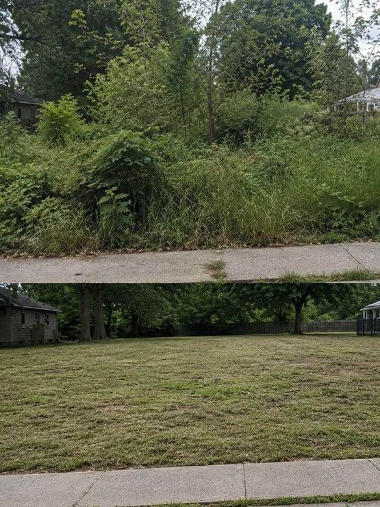 Overgrown brush and vegetation before land clearing in Jeffersonville