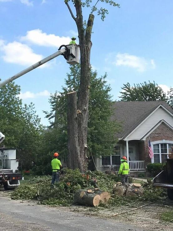 Tree removal crew using aerial equipment to dismantle a large tree in Jeffersonville