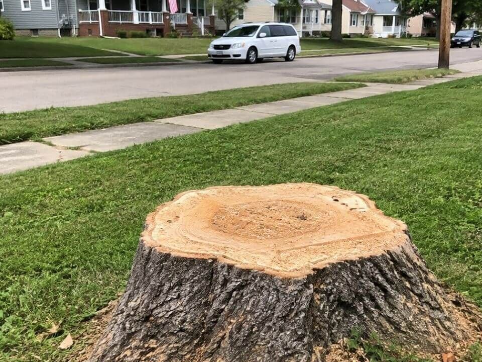 Large tree stump in a residential lawn before stump grinding