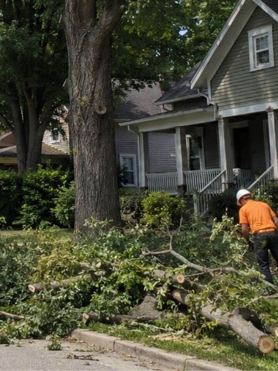 Mature tree beside a Jeffersonville home before professional tree trimming