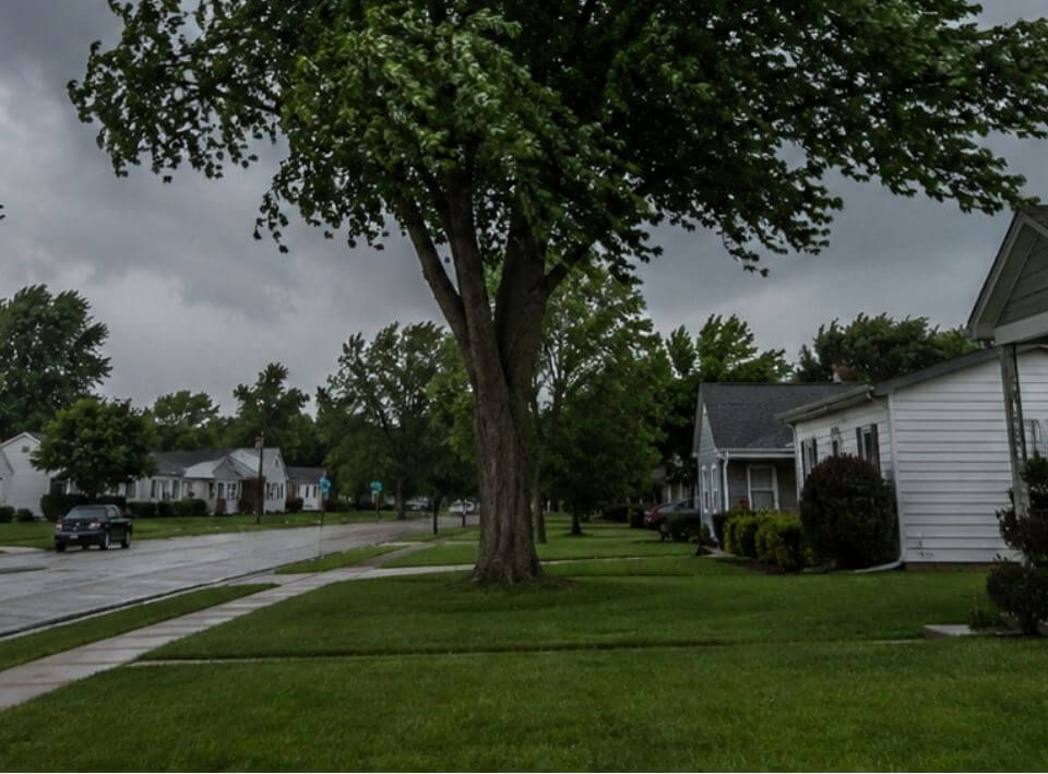 Mature tree near a Jeffersonville home showing limbs that may need trimming