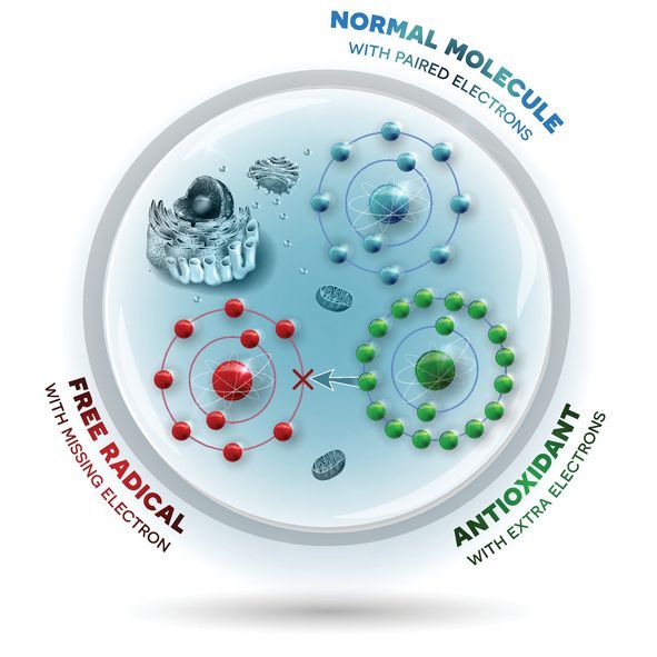 free radicals image