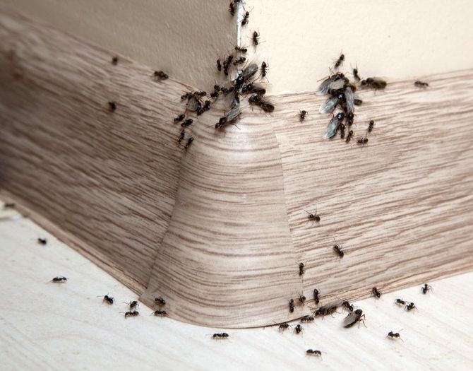 Ants clustered along the corner of a beige surface, with several ants scattered nearby.