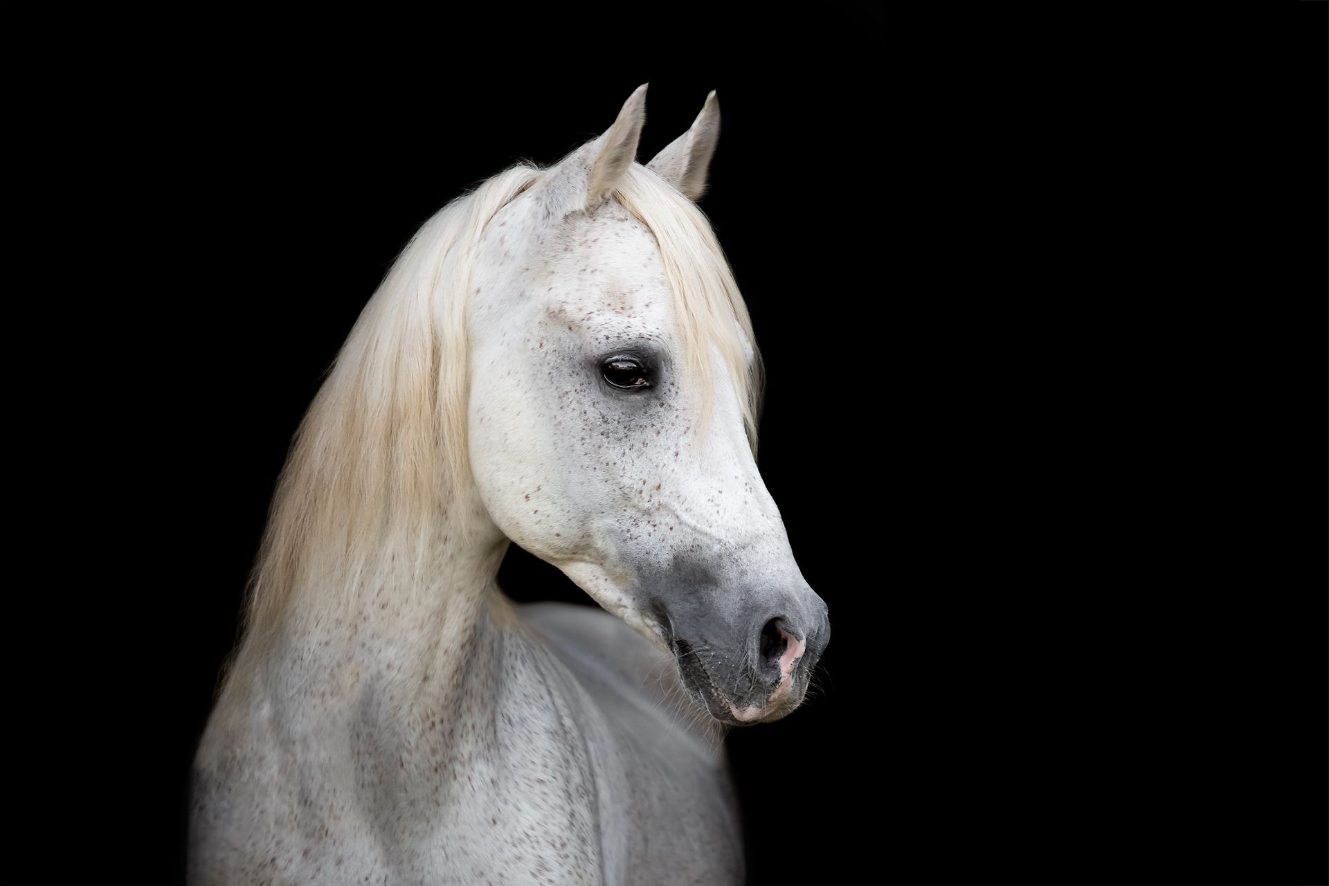 Gutschein für Pferdebesitzer Ponyfreunde Pferdefotografie in Thüringen