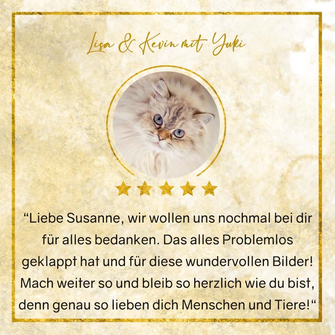 Katzenfotoshooting Thüringen Erfahrungen Katzenfotografie Herztierfotografie Susanne Elendt
