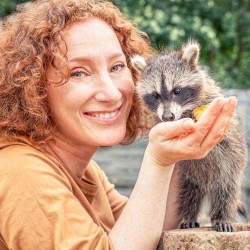 Fotoshooting mit Waschbären als Gutschein verschenken Fotoshooting mit Waschbären als Gutschein verschenken