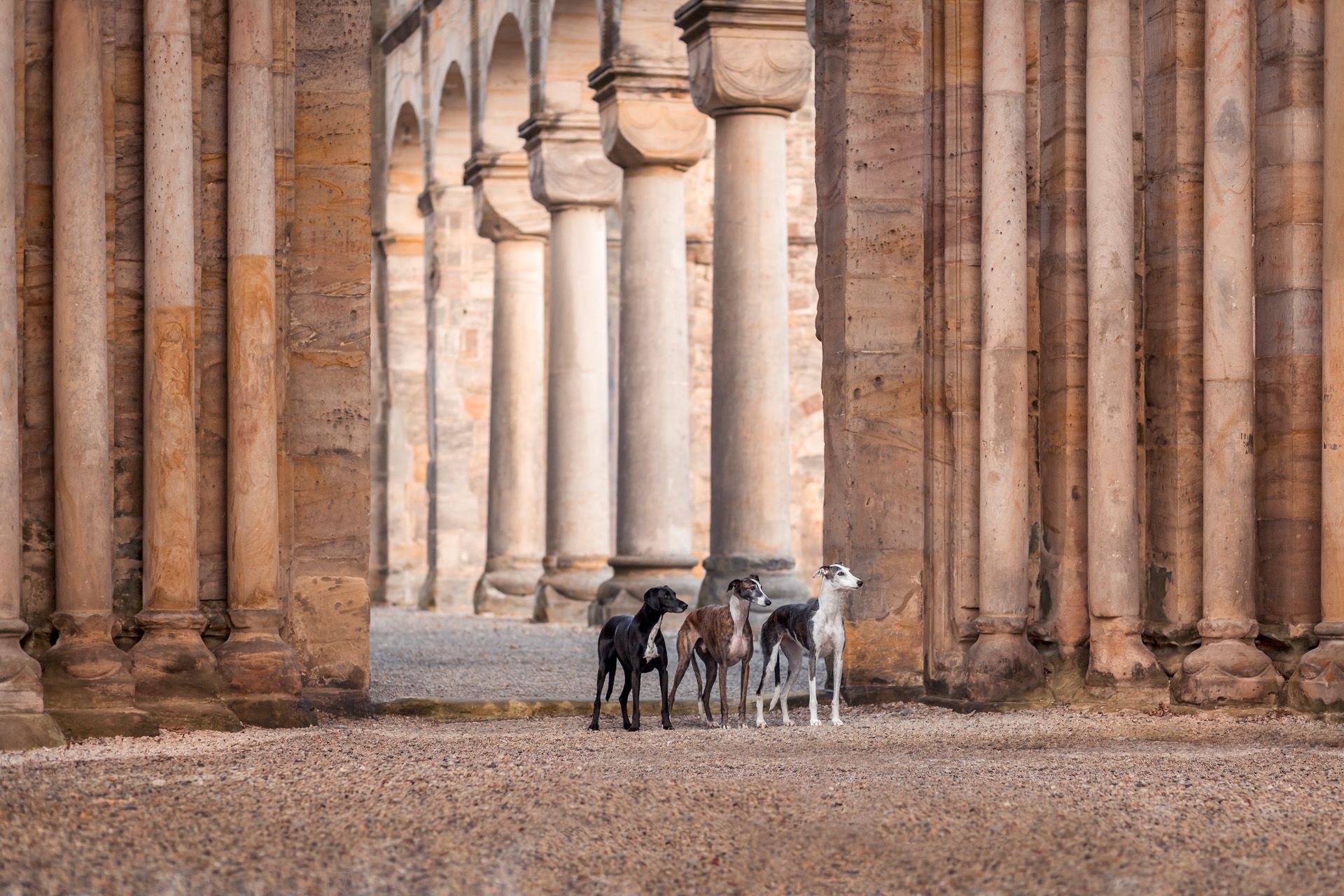 Hundefotoshootings in Thüringen, Tierfotografie