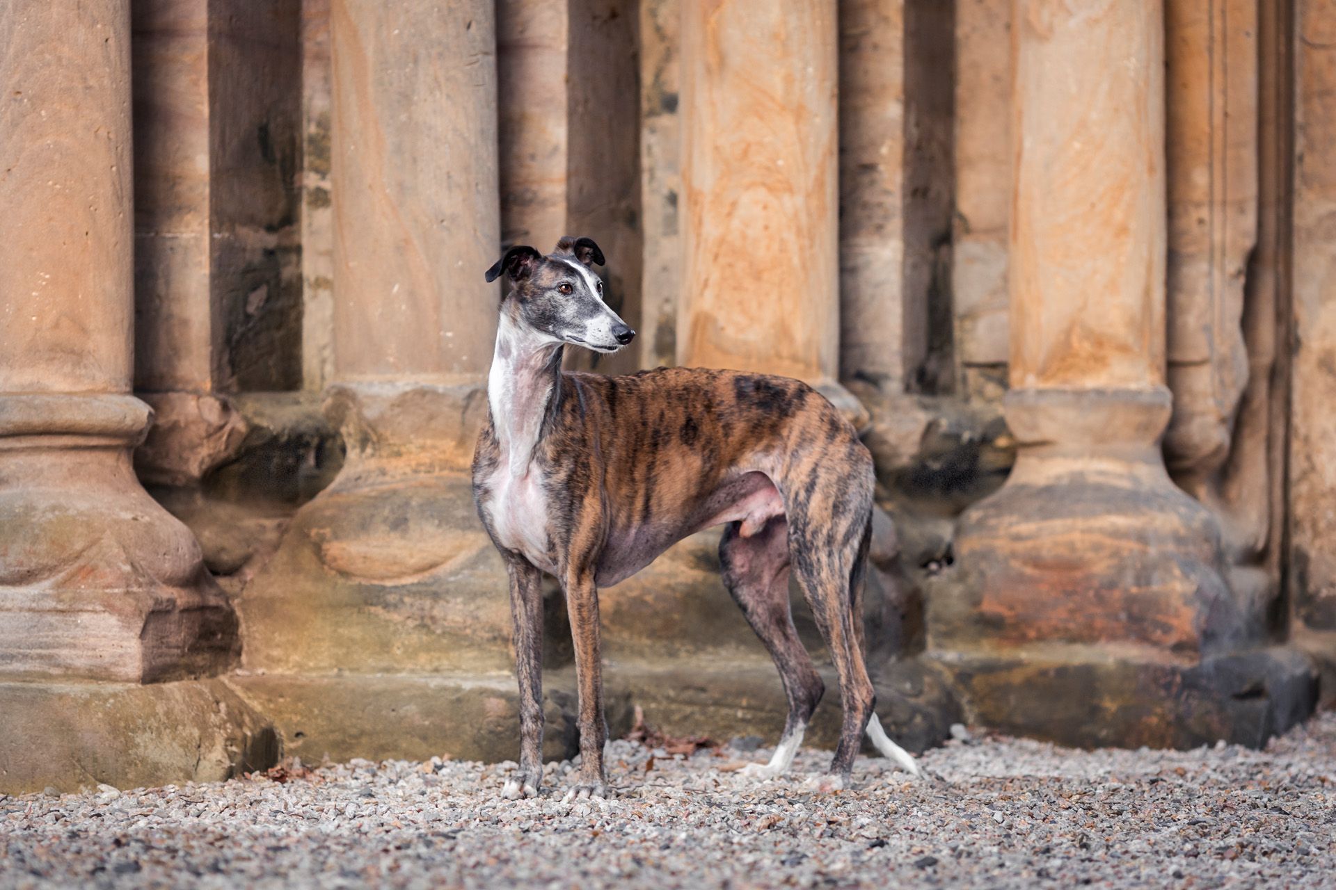 Hundefotografie Tierfotografie Shootings in Paulinzella Erfurt Weimar Jena Apolda Arnstadt Bad Berka Kranichfeld Hohenfelden Eisenach Ilmenau Stadtilm Thüringen