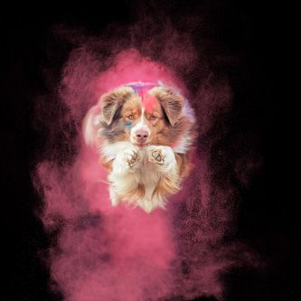 Hundefotografie mit Holi-Farbpulver in Thüringen