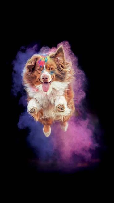 Holi-Fotoshootings in Thüringen Hundefotografie Holi-Fotoshootings in Thüringen Hundefotografie auch als Gutschein möglich