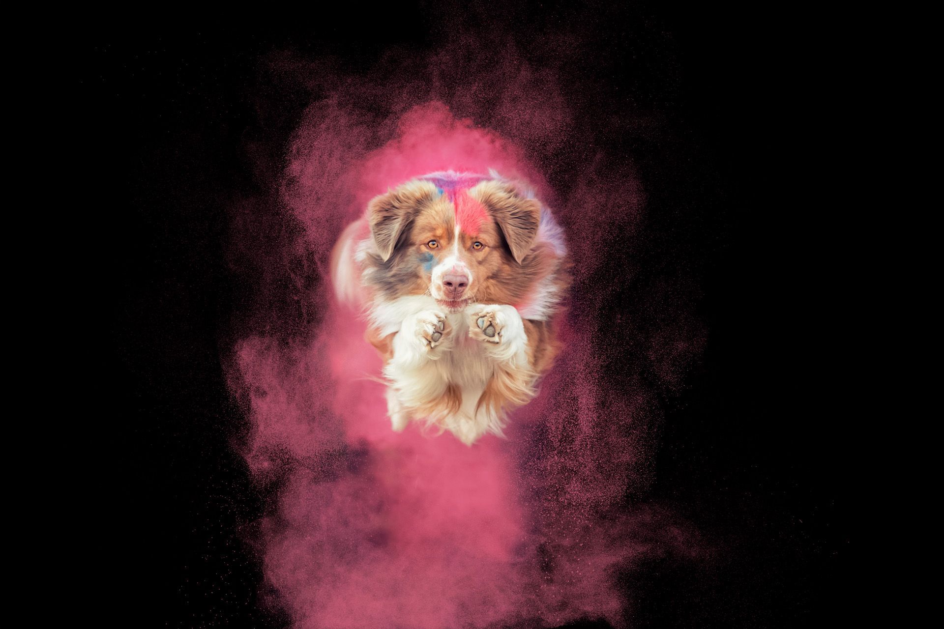 Holi-Fotoshootings in Thüringen Hundefotografie Holi-Fotoshootings in Thüringen Hundefotografie auch als Gutschein möglich