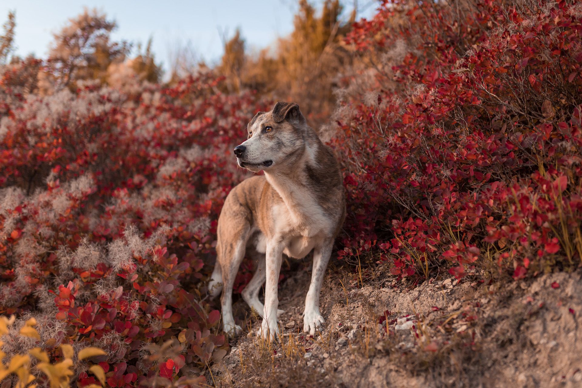 Hundefotografie Tiershooting Thüringen Erfurt Weimar Jena