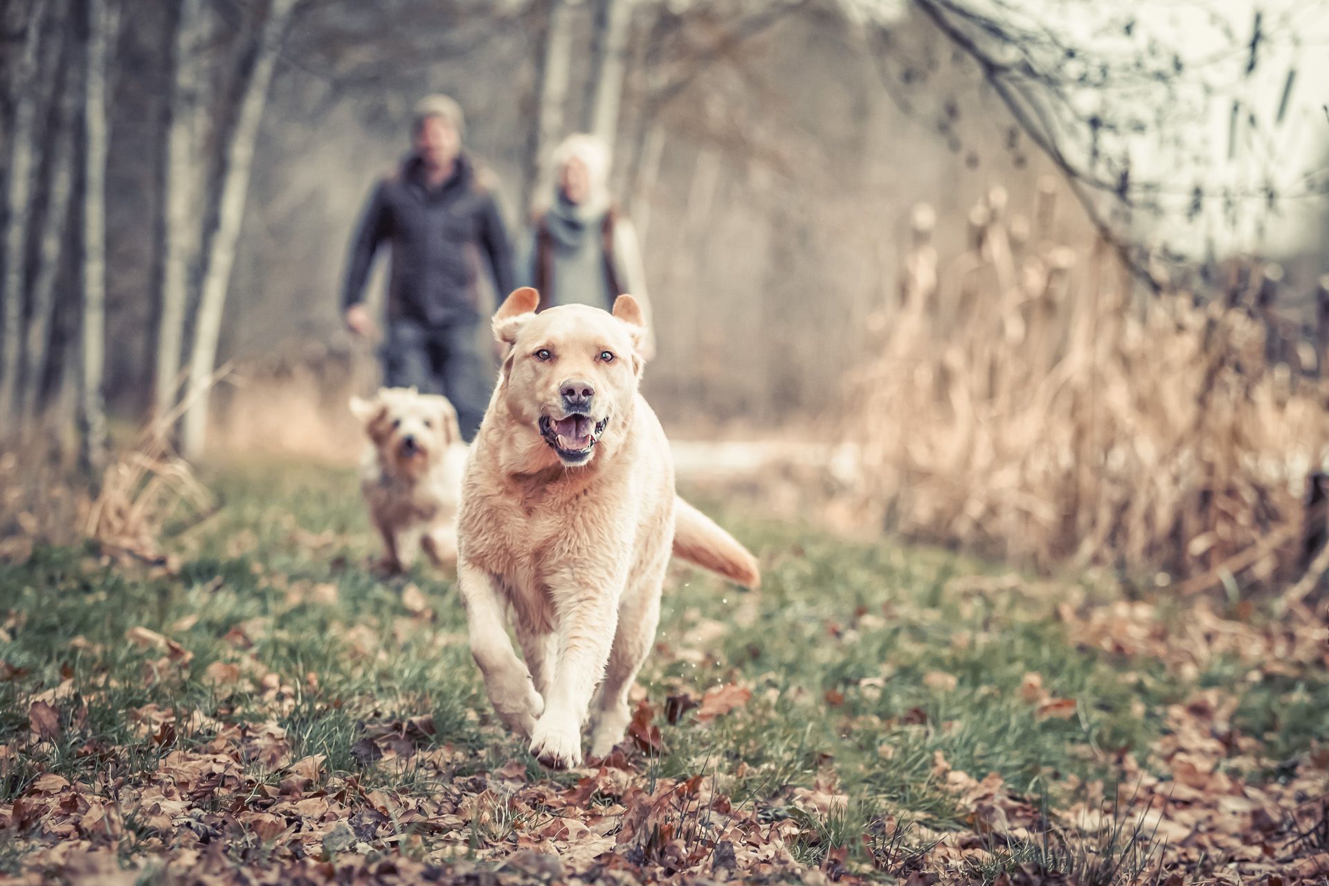 Tierfotografie Hunde Pferde Katzen und ihre Menschen in Thüringen