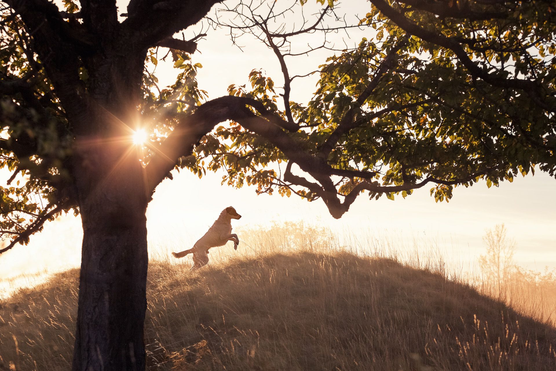 Hundeshooting Tierfotografie Rudel Erfurt Weimar Jena Arnstadt Gotha Gera Suhl Eisenach Sondershausen Greußen Nordhausen Hildburghausen Thüringen