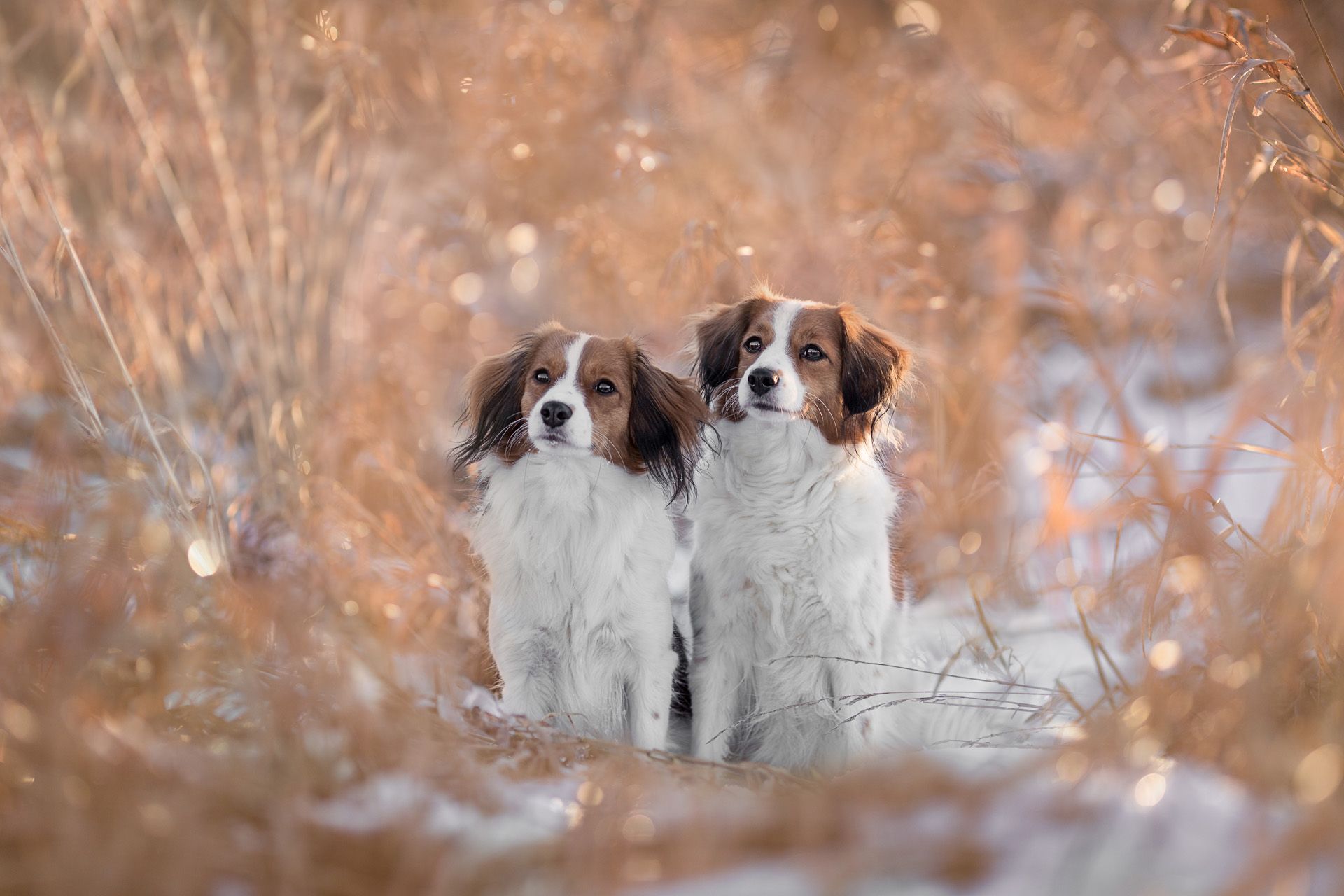 Hundefotografie Tiershooting Thüringen Erfurt Weimar Jena
