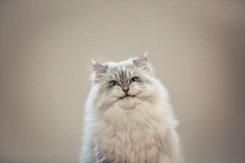 Katzenfotoshooting Bad Berka
