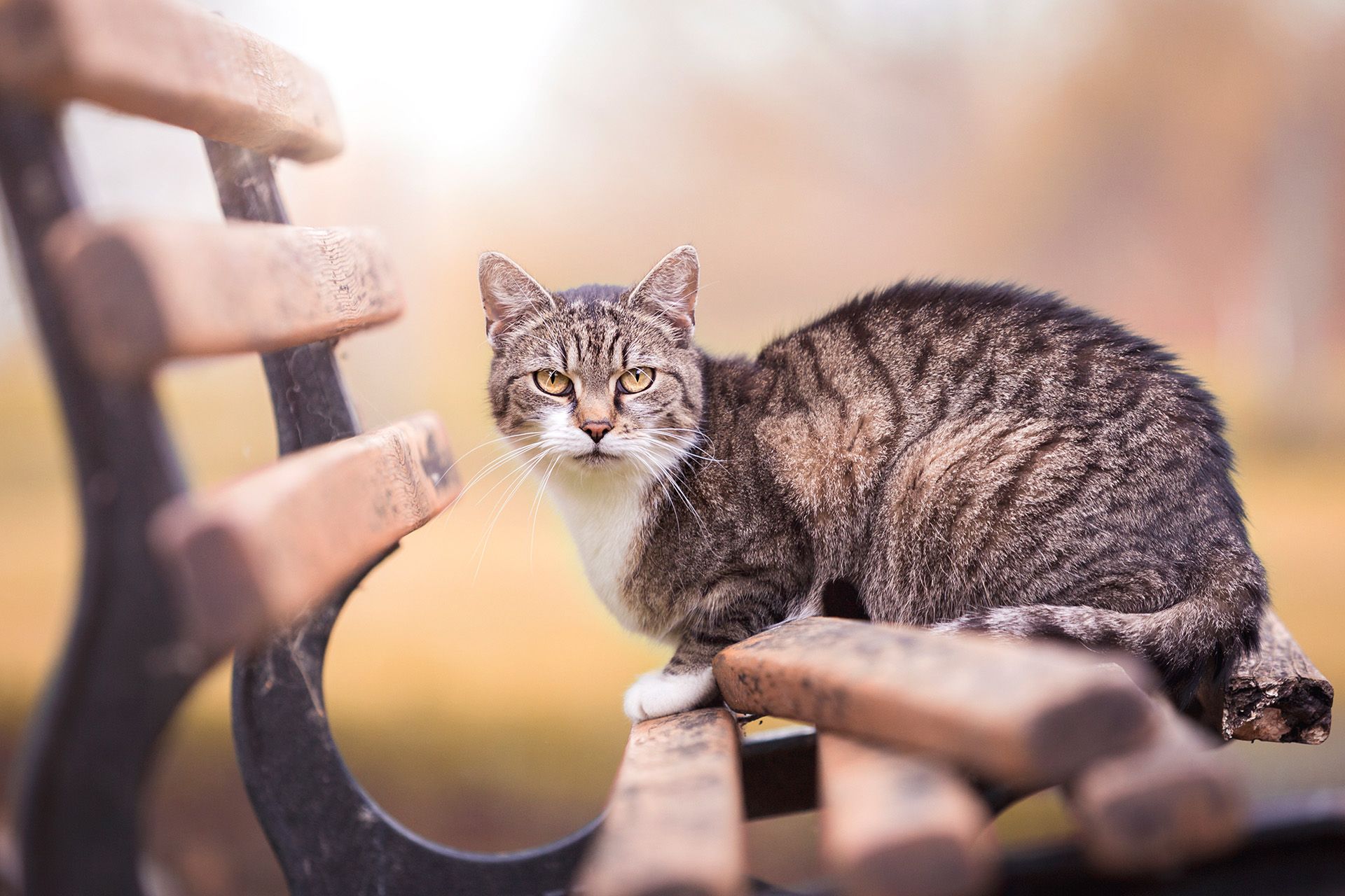 Katzen Tierfotografie Shooting Thüringen Erfurt Weimar Jena Apolda Arnstadt