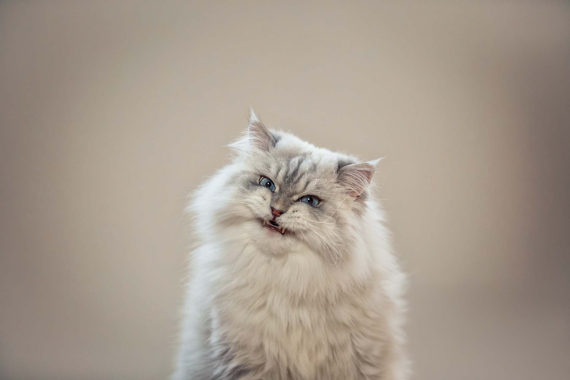 Katzenfotografin Thüringen Herztierfotografie
