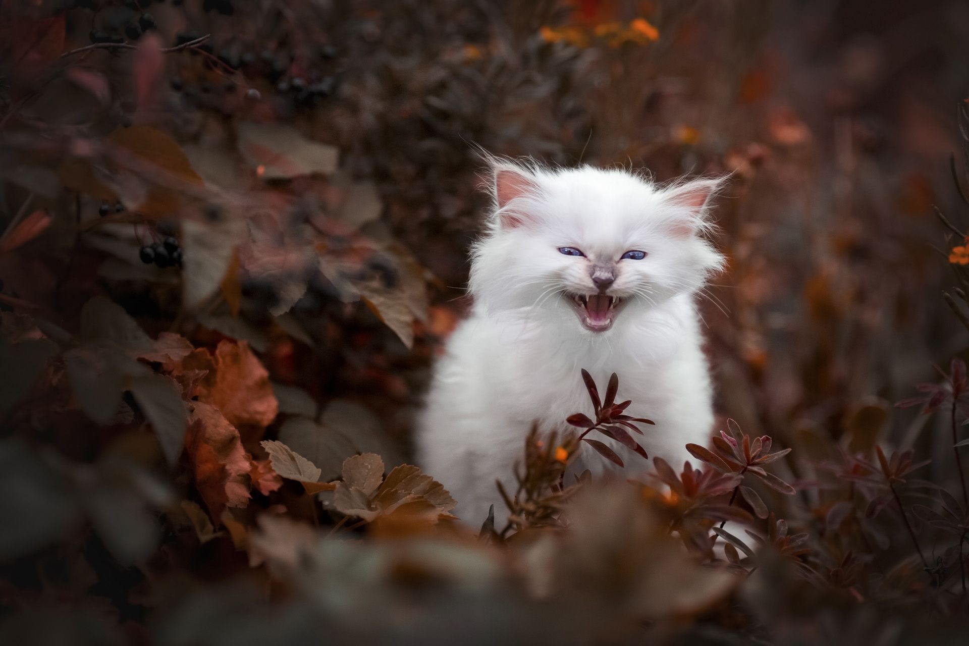 Katzenfotografie Tiershooting Thüringen Erfurt Weimar Jena Bilder für Züchter