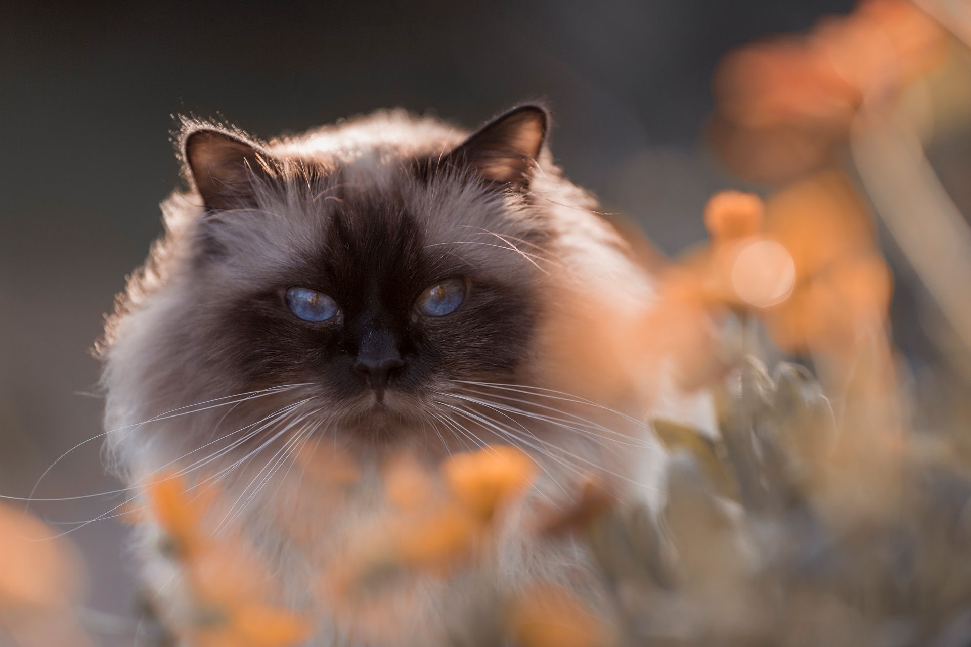 Katzenfotografie Tiershooting Thüringen Erfurt Weimar Jena Bilder für Züchter