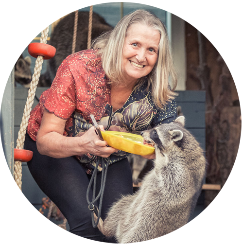 Lorittas Waschbären Shootingerlebnis Tierfotografie
