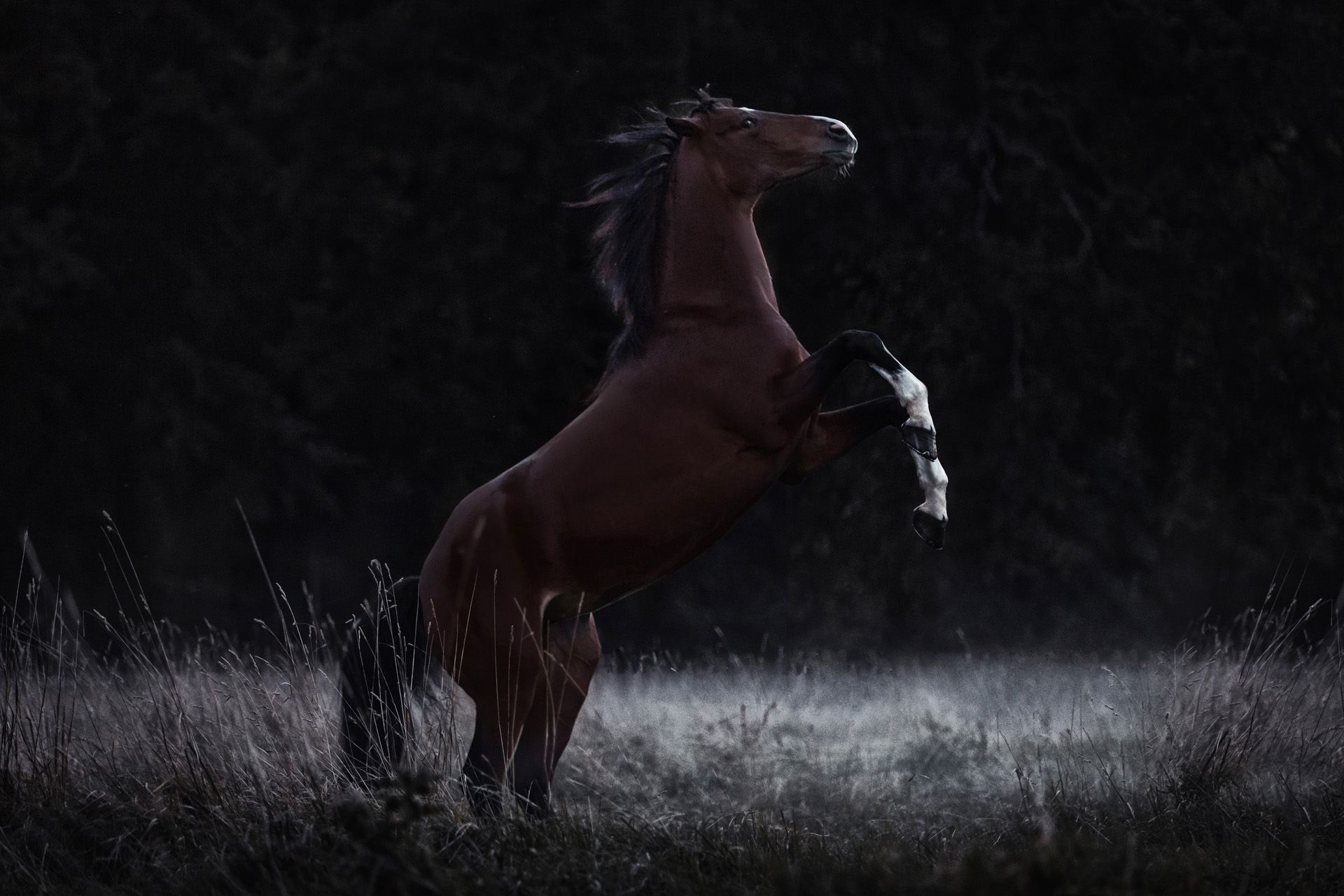 Professionelle Fotografie Tiershooting Reiterin Pferd