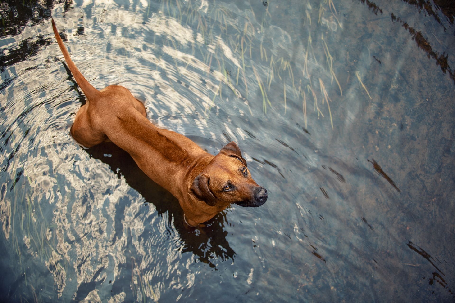 Hundefotografie Hundeshooting Tierfotografie Thüringen Erfurt Weimar Jena