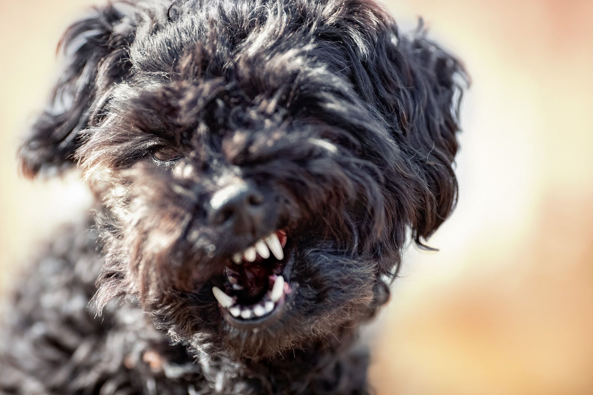 Lustige Tierbilder Hunde Pferde Katzen Thüringen Hundeshootings