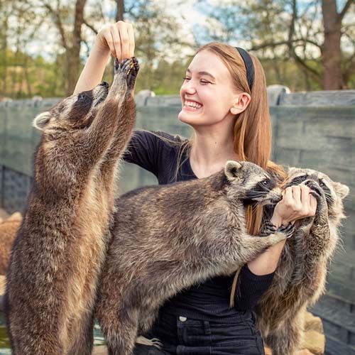 Gutschein für Fotoshooting mit Waschbären Geschenkidee Fotoshooting mit Waschbären